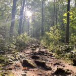 Hiking trail with sun behind trees