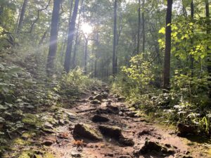 Hiking trail with sun behind trees